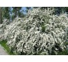 Спирея ниппонская  Джун Брайд (June Bride)С2